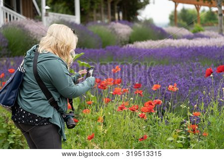 Woman (30-35 Years) Uses A Smart Phone To Take Photos Of The Lavender Flowers And Poppies