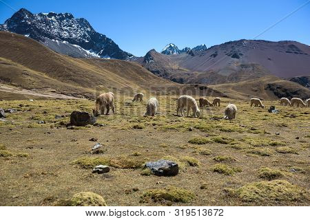 Alpaca Grazing In The Highlands Of The Andes Near The Rainbow Mountain And Red Valley, Peru