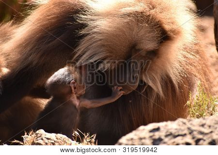 Mother Gelada (bleeding Heart) Baboon Interacting With Her Baby