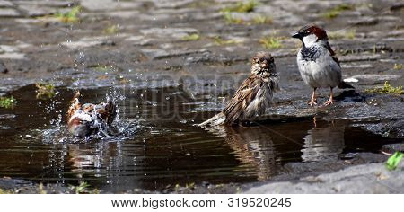 Sparrows Having A Birdbath In A Puddle On The Street