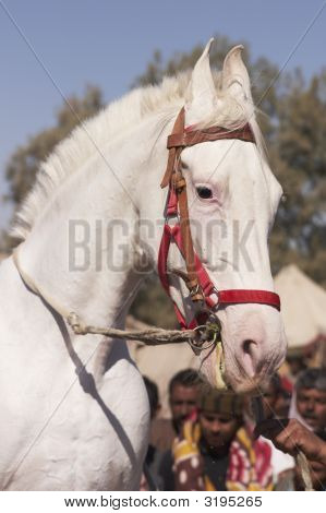 Hvid hingst