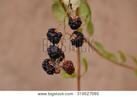 A Ggrape Of Hanging Blackberries, Algeria, Africa