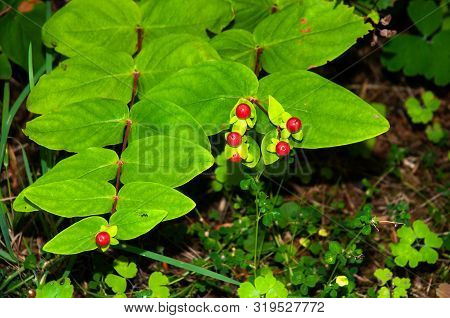 Ripening Red Fruits Of Hypericum Androsaemum Or Tutsan At Twig
