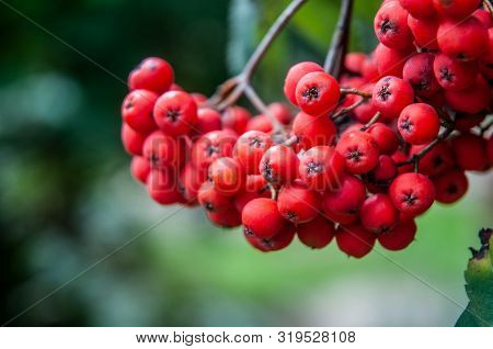 Close-up Of Red Ripe Ashberries, Fruits Of Sorbus Aucuparia Hanging On Tree