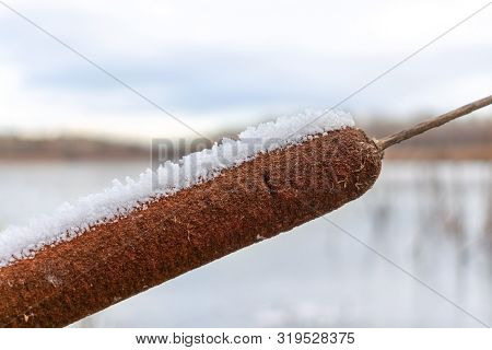 Cattail Covered With Snow Close-up. Concept Sudden Drop In Temperature And Snowfall.