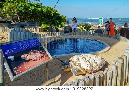 The Project Tamar, Non-profit Organization To Protect Sea Turtles From Extinction, Praia Do Forte, B