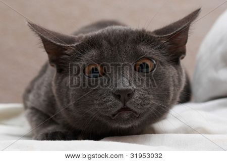 Cat oranžové oči