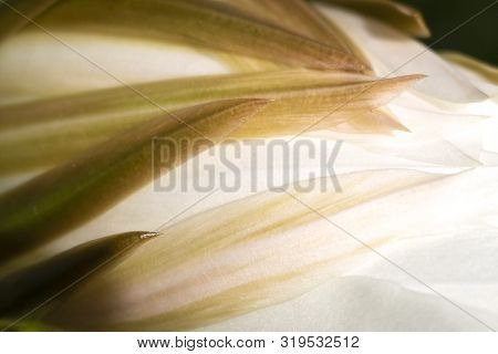 Points And Curves Reach In Nature Macro Of Night Blooming Cactus Waiting To Bloom.