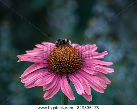 Bumblebee On Big Echinacea Flower, Close Up