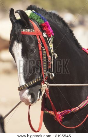 Sort Marwari hingst