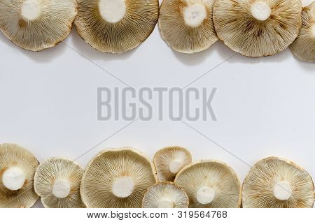 Autumn Photo Of Lactarius Vellereus On The White Back