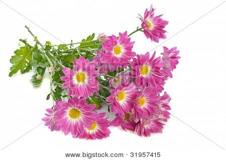 rosa chrysanthemum på vit bakgrund