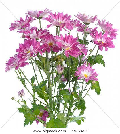 rosa chrysanthemum på vit bakgrund