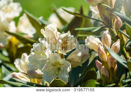 Pink Rhododendron Blossoms With A Beautiful Blur. Rhododendron Caucasicum