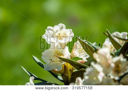 Pink Rhododendron Blossoms With A Beautiful Blur. Rhododendron Caucasicum