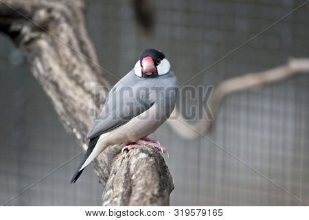 The Java Sparrow Is Perched On A Branch