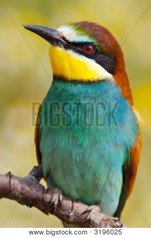 Oiseau