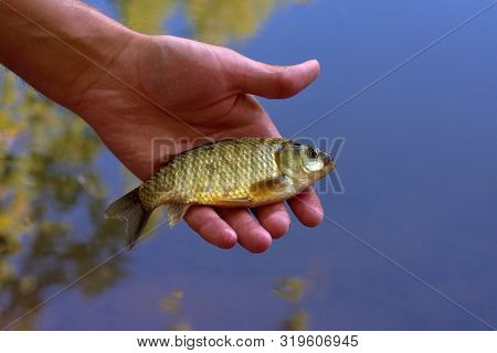One Live Carp Fish Is Held In The Hands Of A Fisherman, The View From The Top, Against The Water.
