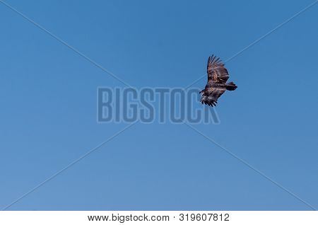 A White-headed Vulture -trigonoceps Occipitalis- Circling Over Etosha National Park, Namibia.