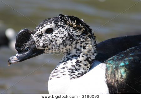 Grzebień kaczka (Sarkidiornis Melanotos)