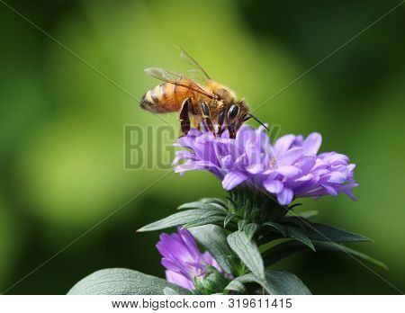 Budy Bee Feeding In Summer Garden On Purple Flower Petals Macro Close-up With Copy Space