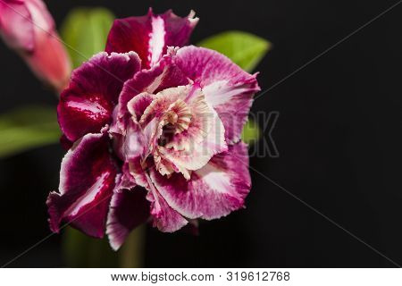Beautiful Flower Rose Or Adenium On Black Background With Copy Space. Usefull Template For Greeting 