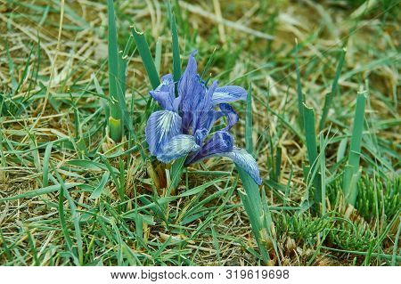 Iris Graminea Flowers In Mongolia, Asia Close Up