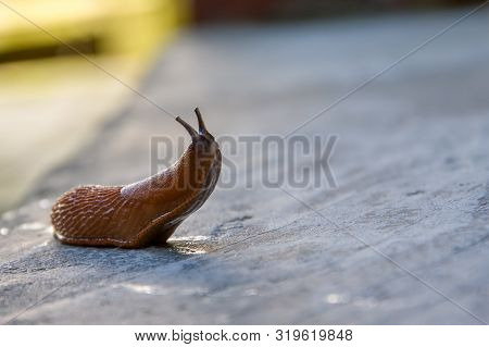 Roadside Red Slug Crawling On Concrete Leaving Slime, Pest Of Gardens