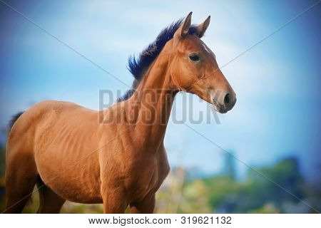 The Bay Unsaddled Colt Stands Proudly Against The Blue Clear Sky And Enjoys Freedom.