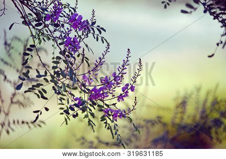 Pink Purple Australian Indigo Flowers, Indigofera Australis, Family Fabaceae. Widespread In Woodland