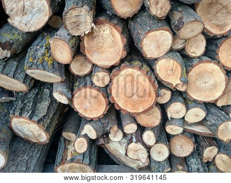 Logs Crosscuts On The Timber Cutting Piles Of Cut Wood Tree Trunk Textures Nature