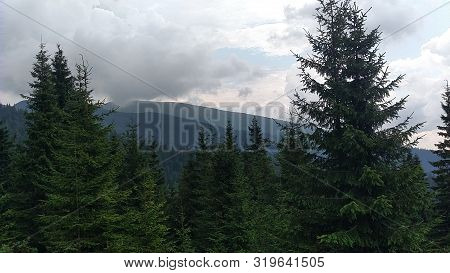 Spruce Mountains And Sky Environment In Sunny Day Ature In The Carpathians Green Color Landscape Nat