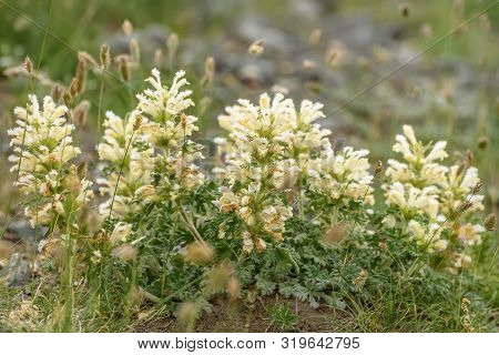 Beautiful Light Yellow Fluffy Flowers Panzeria Lanata (ballota Lanata) On Stones On A Mountain Slope