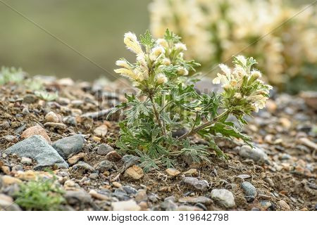 Beautiful Light Yellow Fluffy Flowers Panzeria Lanata (ballota Lanata) On Stones On A Mountain Slope