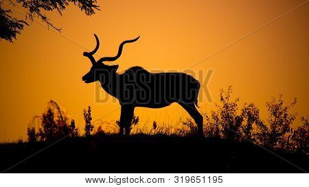 Kudu Bull Dark Silhouette At Sunset Time. African Antelope With Typical Twisted Horns