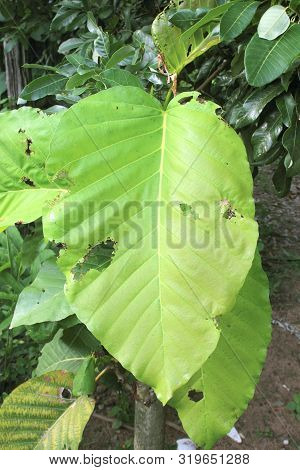 Dipterocarpus Tuberculatus Roxb In Green Forest Thailand