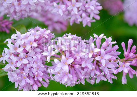 Lilac Shrub Flowers Blooming In Spring Garden. Common Lilac Syringa Vulgaris Bush. Close-up With Sof