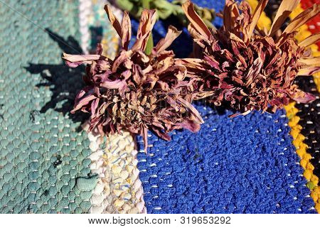 Zinnia Bicolor Flaccid Flowers On Folk Style Carpet Of The 19th Century Striped Colorful Background,