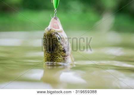 Fish In Trap. Victim Of Poaching. Save Nature. On Hook. Silence Concept. Fish Open Mouth Hang On Hoo