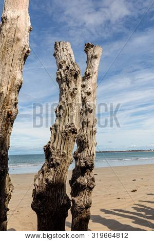 Big Breakwater, 3000 Trunks To Defend The City From The Tides, Plage De L Eventail Beach In Saint-ma