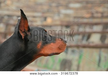 Beautiful Domestic Black Brown Dobermann Outdoor Head Shot