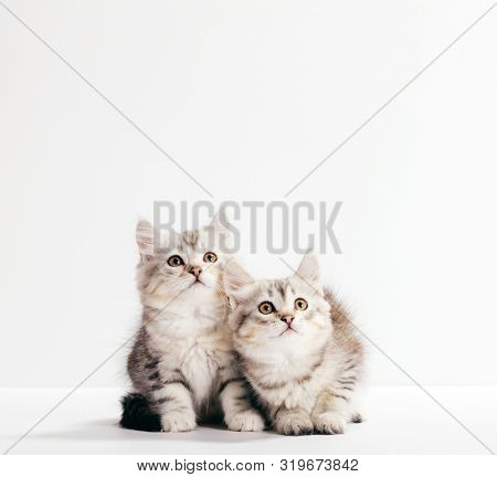 Siberian cats, portrait of two kittens from same litter isolated on white background. Purebred