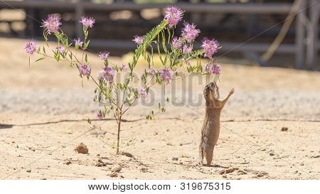 A Desert Prairie Dog Reaches Up To Grab A Snack On A Hot Day In New Mexico