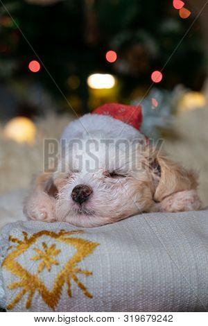 Chinese Crested Powderpuff Dog Sleeps With Chrismas Hat.