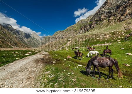 Horses grazing along dirt road in Lahaul Valley, Himachal Pradesh, India