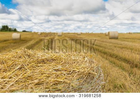 Wheatfield And Haystacks Of Wheat Of Yellow Color During Harvest.wheat Field With Sky And Clouds Fro