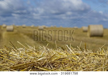 Wheatfield And Haystacks Of Wheat Of Yellow Color During Harvest.