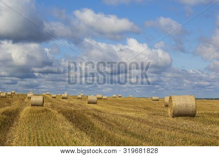 Wheatfield And Haystacks Of Wheat Of Yellow Color During Harvest.