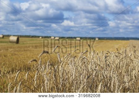 Wheatfield And Haystacks Of Wheat Of Yellow Color During Harvest.