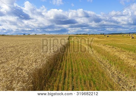 Wheatfield And Haystacks Of Wheat Of Yellow Color During Harvest.